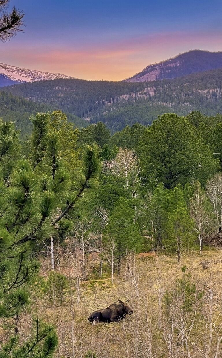 Moose at sunset